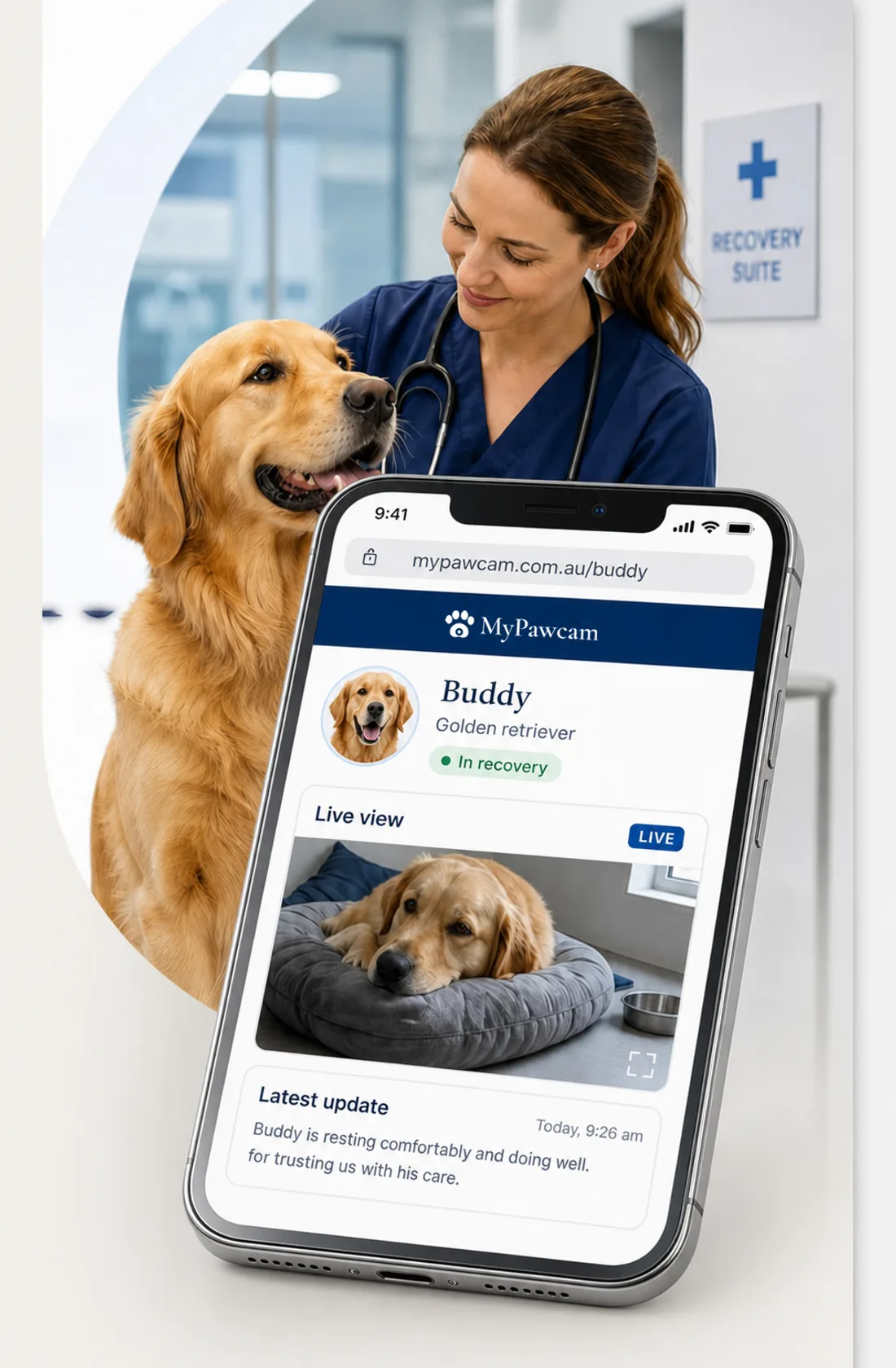 A vet checking on a golden retriever, beside the owner's MyPawcam page on a phone